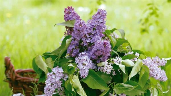 Tài giỏi nhưng khiêm nhường, 3 con giáp kiếm đủ, hậu vận tiền tài dư dả-3