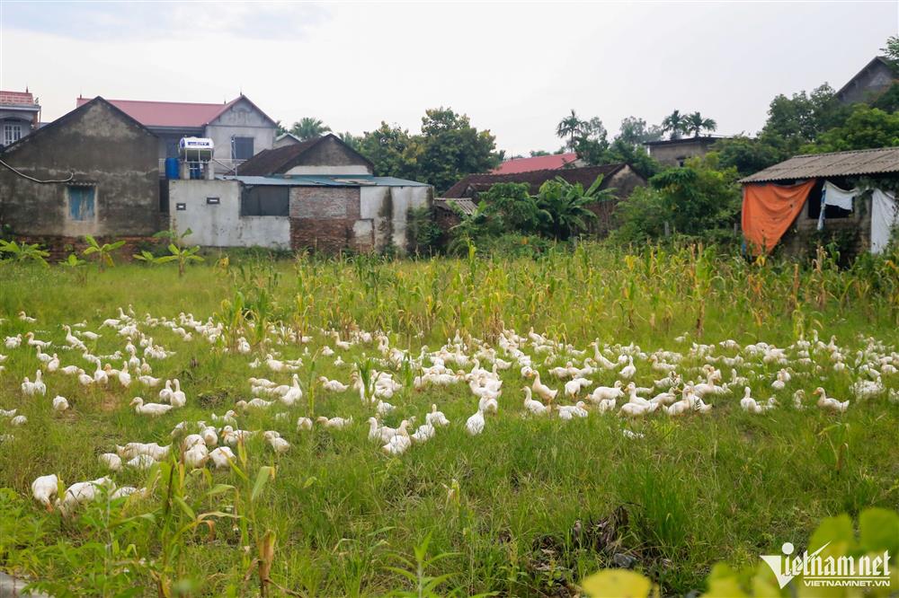 Dân ngoại thành Hà Nội chỉ còn cách nhìn của cải chìm trong làn nước lũ-18