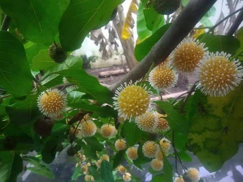 Loại quả đặc sản chỉ có ở Ninh Bình hoặc miền Tây, giá 120.000/kg mà luôn cháy hàng-2