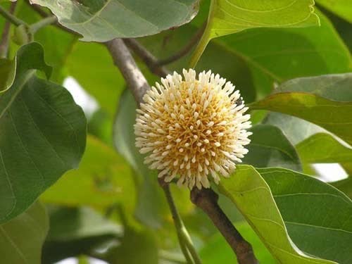 Loại quả đặc sản chỉ có ở Ninh Bình hoặc miền Tây, giá 120.000/kg mà luôn cháy hàng-3