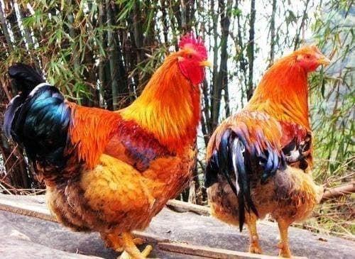 4 con giáp nữ sinh ra đều được Kiếp Tài may mắn vượng phu ích tử-4