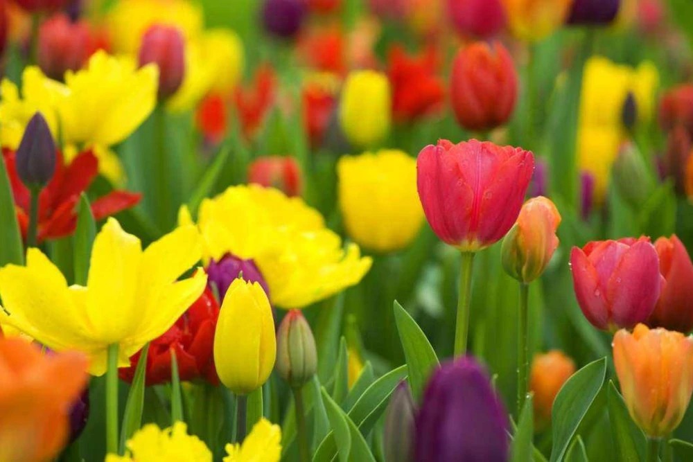 Sau Rằm tháng 8 Âm lịch, 3 con giáp có hỷ tín đến gần, cuộc sống khởi sắc-2