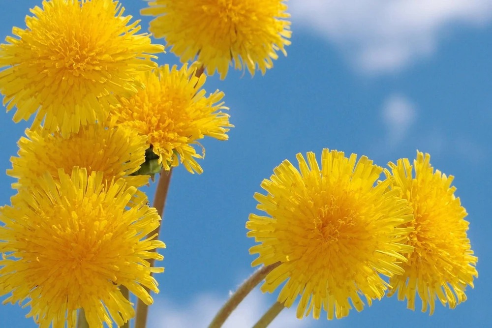 Sau Rằm tháng 8 Âm lịch, 3 con giáp có hỷ tín đến gần, cuộc sống khởi sắc-3