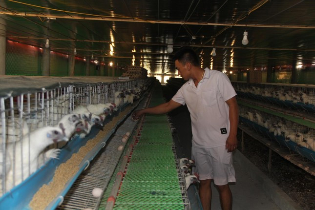 Gà ngủ máy lạnh, nghe nhạc đẻ trứng thu chục triệu mỗi ngày-1