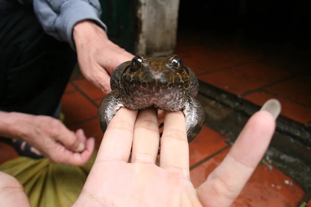 Loại ếch này là đặc sản tỉnh Lạng Sơn, giá cao gấp 10 lần ếch đồng vẫn luôn được người tiêu dùng săn đón-1