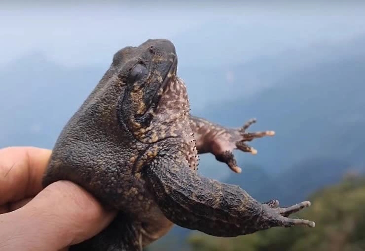 Loại ếch này là đặc sản tỉnh Lạng Sơn, giá cao gấp 10 lần ếch đồng vẫn luôn được người tiêu dùng săn đón-2