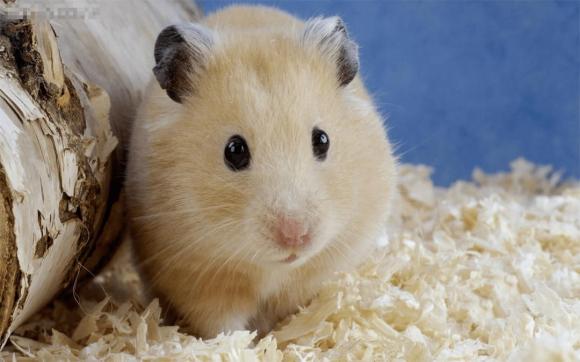 Bắt đầu từ giữa tháng 9, 3 con giáp này sẽ có tài lộc dồi dào, công danh phú quý, có thể kiếm bộn tiền-1