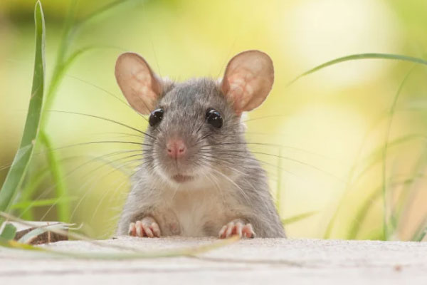 4 tuổi được Thần Phật chở che hút cạn lộc trời: Cuối 2022 đổi vận đón Tết linh đình, năm 2023 giàu có-5