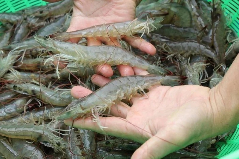 Chọn tôm cứ nhìn vào điểm này trên vỏ, đảm bảo 10 con tươi ngon cả 10-1