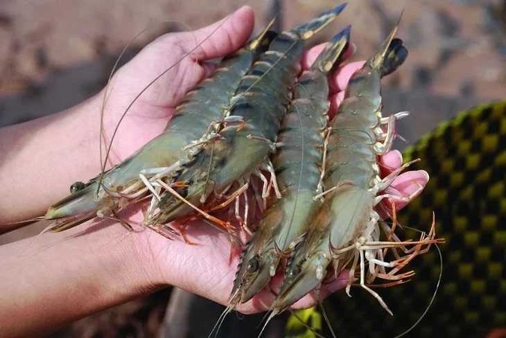 Chọn tôm cứ nhìn vào điểm này trên vỏ, đảm bảo 10 con tươi ngon cả 10-2