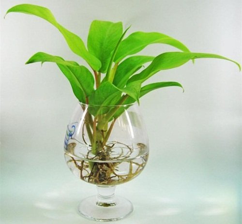 5 cây cảnh phong thủy giúp dân văn phòng thăng quan tiến chức, tiền về nặng tay-3