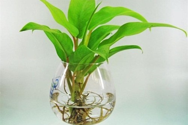 2 loại cây xấu lạ nhưng là thần Tài bảo hộ gia đình, trồng càng lâu năm càng nhiều phúc lộc-3
