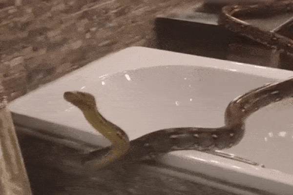 Cô gái hốt hoảng khi thấy trăn khủng ngoe nguẩy trong phòng tắm