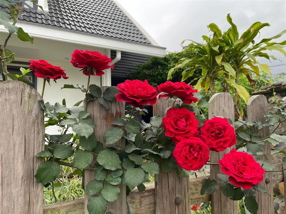 Khu vườn 300m² ngập tràn rau củ quả và hoa tươi của mẹ đảm ở Hà Giang-4