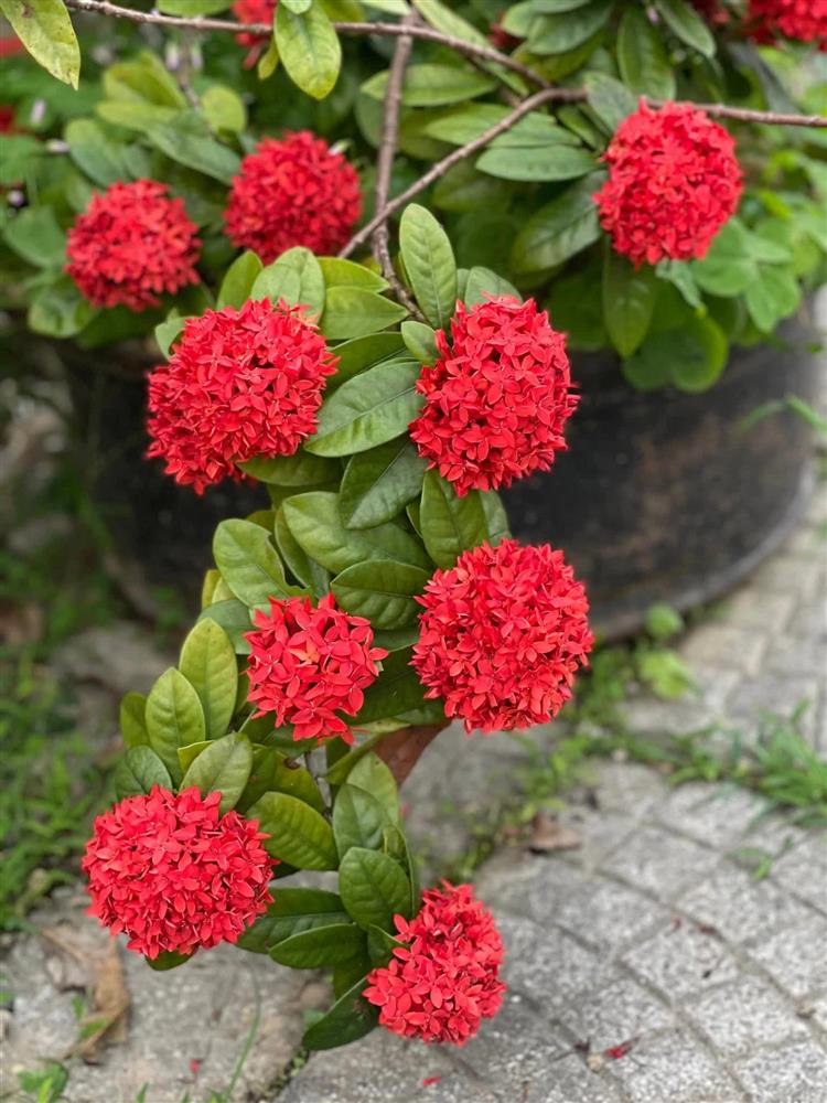 Khu vườn 300m² ngập tràn rau củ quả và hoa tươi của mẹ đảm ở Hà Giang-5