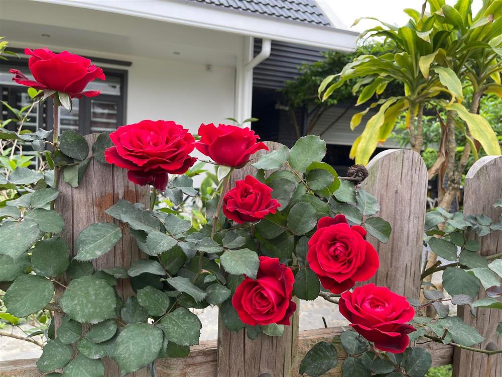 Khu vườn 300m² ngập tràn rau củ quả và hoa tươi của mẹ đảm ở Hà Giang-6