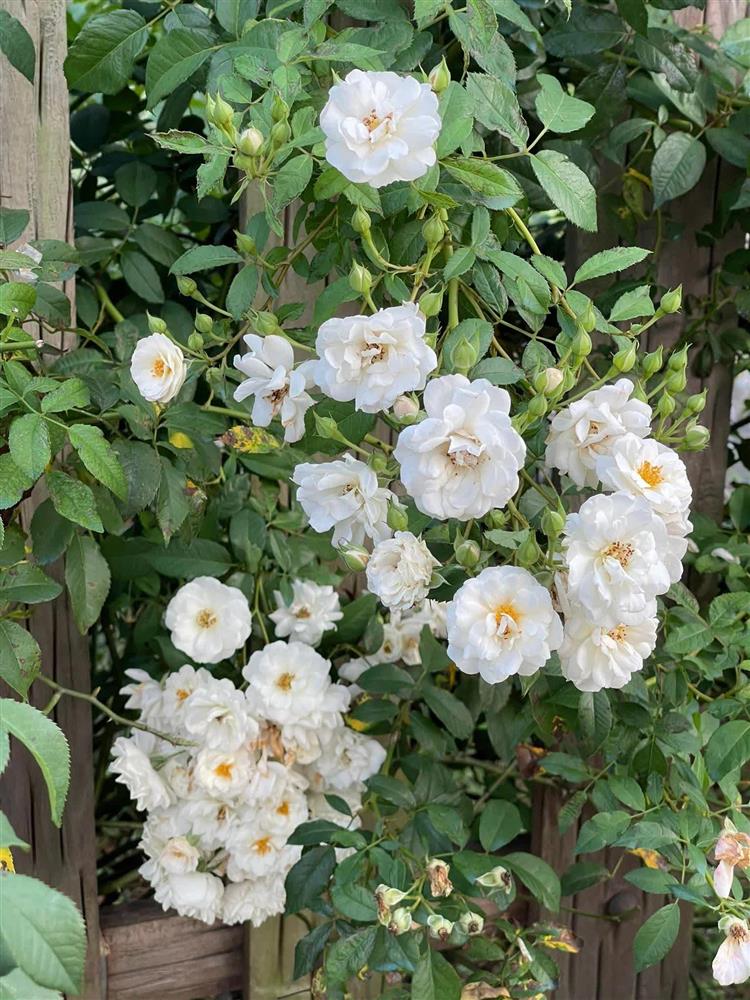 Khu vườn 300m² ngập tràn rau củ quả và hoa tươi của mẹ đảm ở Hà Giang-8