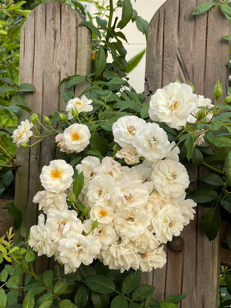 Khu vườn 300m² ngập tràn rau củ quả và hoa tươi của mẹ đảm ở Hà Giang-9