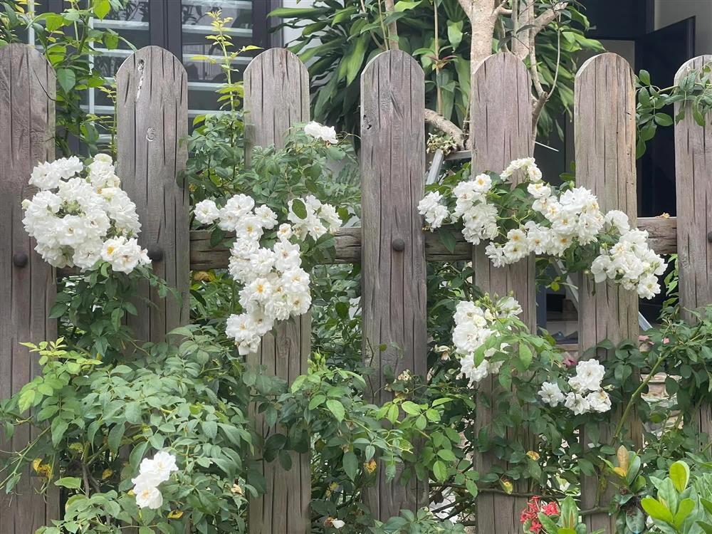 Khu vườn 300m² ngập tràn rau củ quả và hoa tươi của mẹ đảm ở Hà Giang-10