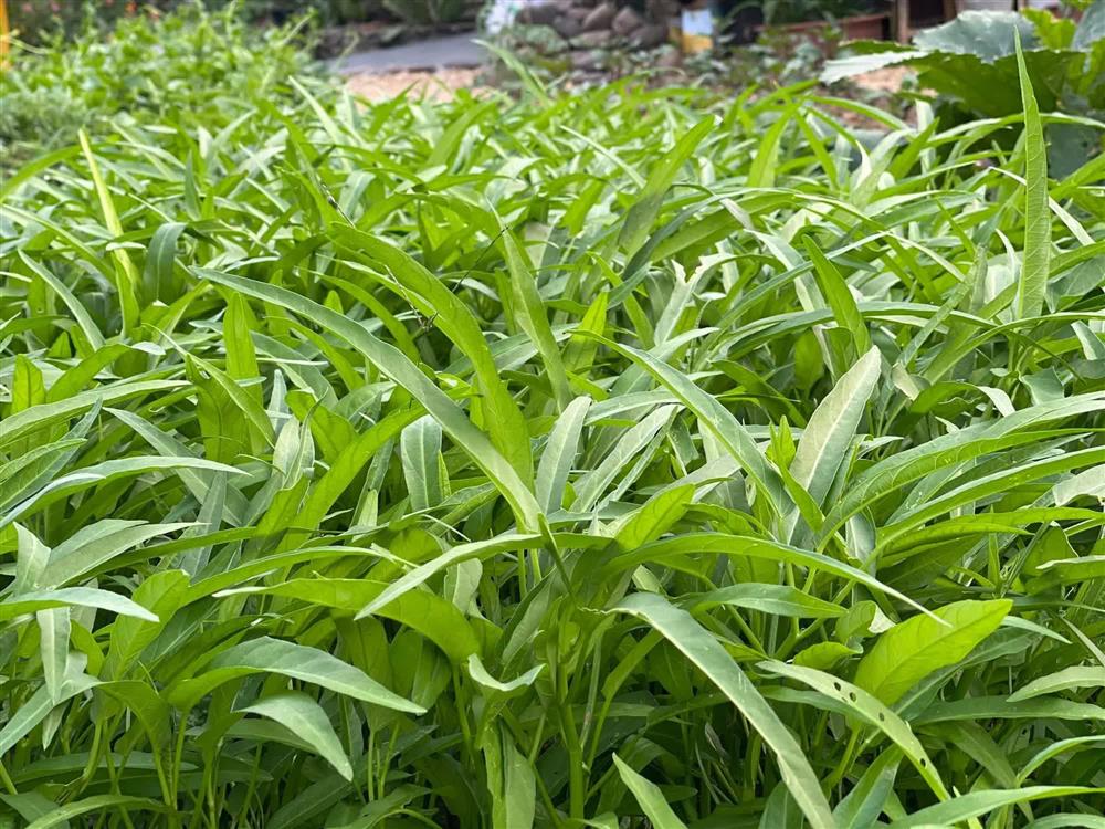 Khu vườn 300m² ngập tràn rau củ quả và hoa tươi của mẹ đảm ở Hà Giang-12