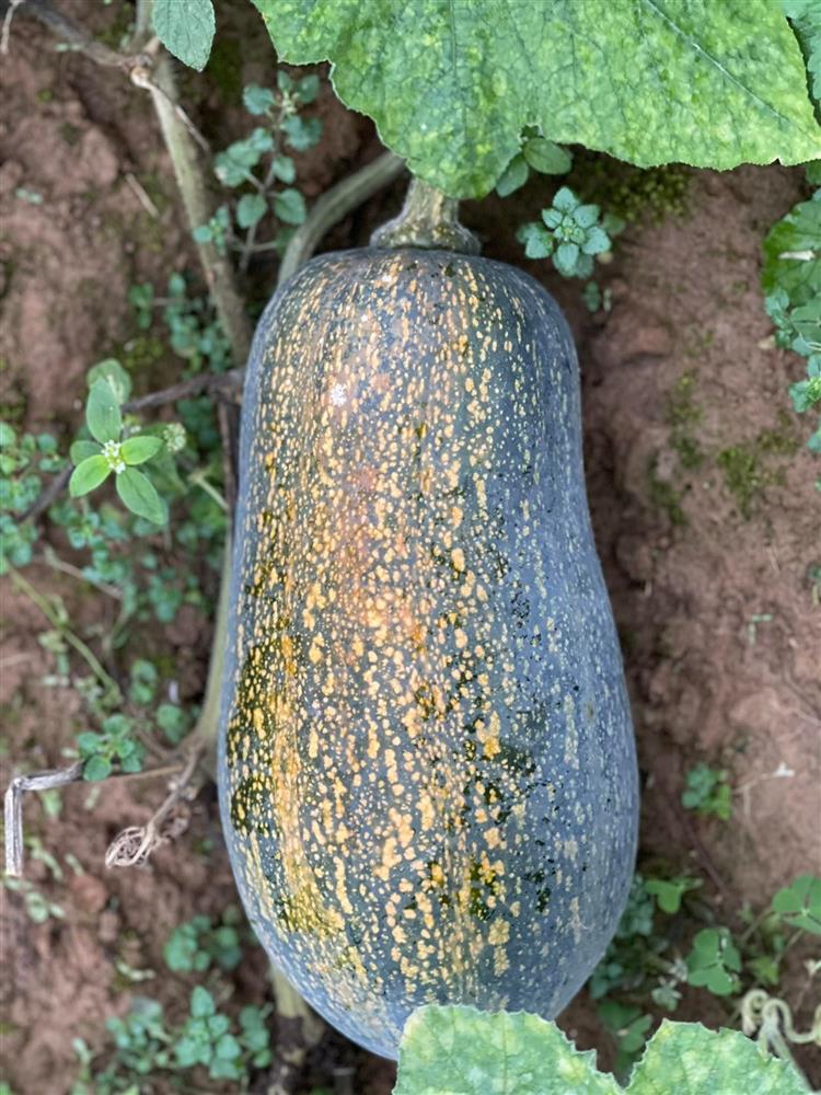 Khu vườn 300m² ngập tràn rau củ quả và hoa tươi của mẹ đảm ở Hà Giang-17