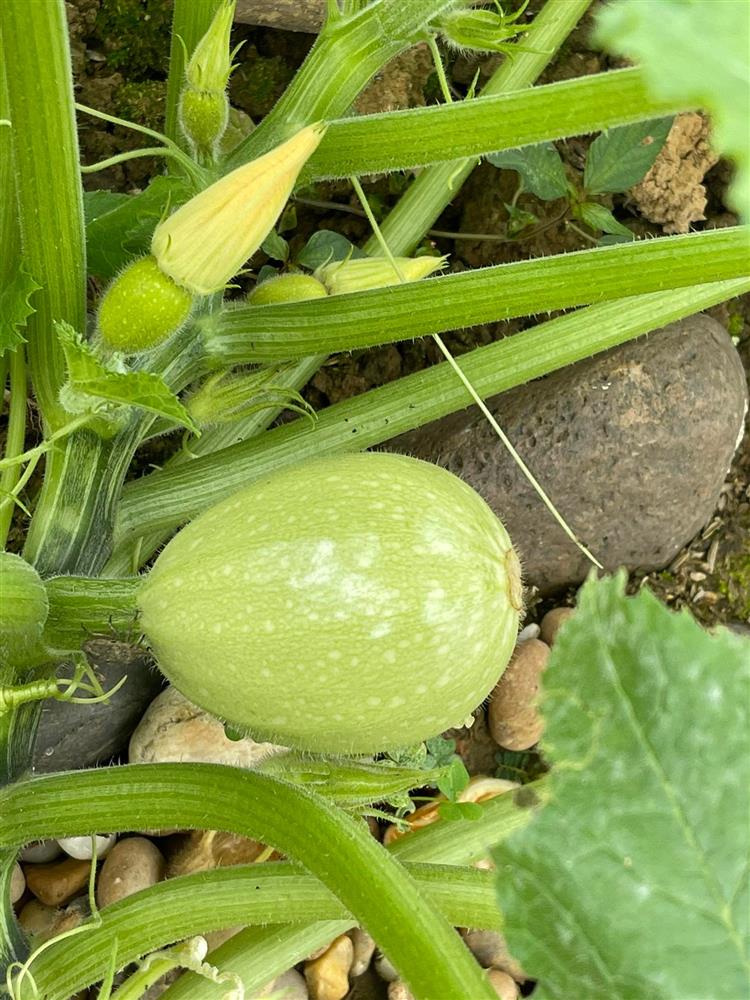 Khu vườn 300m² ngập tràn rau củ quả và hoa tươi của mẹ đảm ở Hà Giang-19