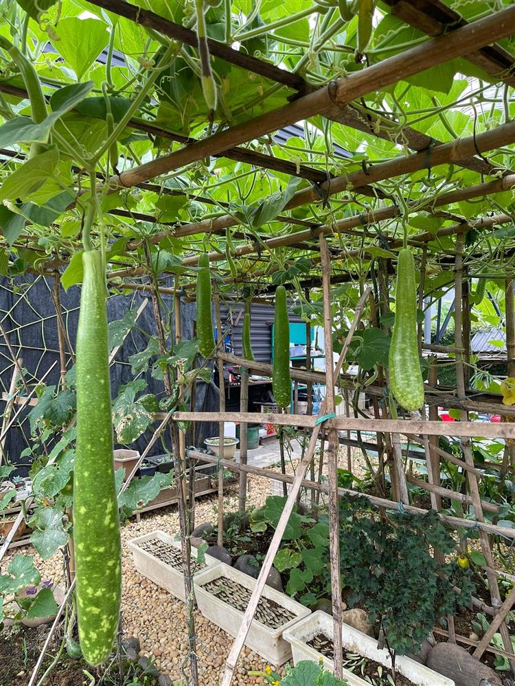 Khu vườn 300m² ngập tràn rau củ quả và hoa tươi của mẹ đảm ở Hà Giang-20