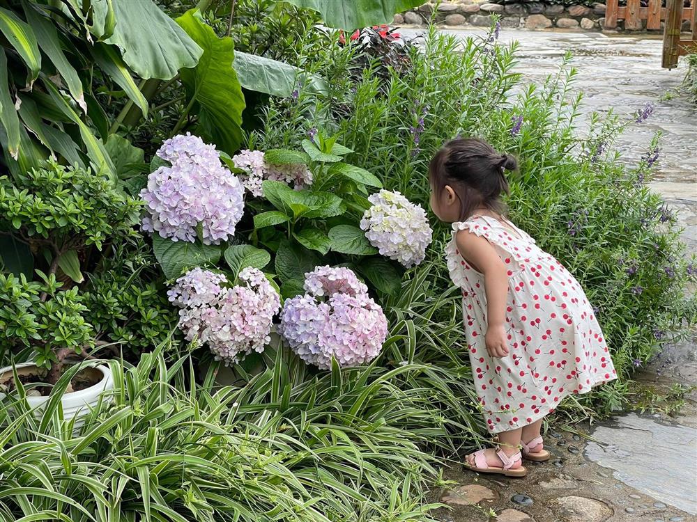 Khu vườn 300m² ngập tràn rau củ quả và hoa tươi của mẹ đảm ở Hà Giang-24