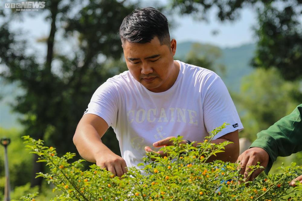 Ngắm vườn ớt đắt nhất thế giới 1.000 USD/kg ở Hà Tĩnh-1