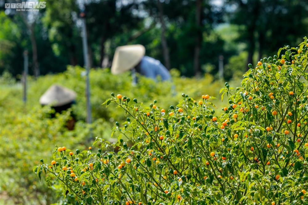 Ngắm vườn ớt đắt nhất thế giới 1.000 USD/kg ở Hà Tĩnh-2