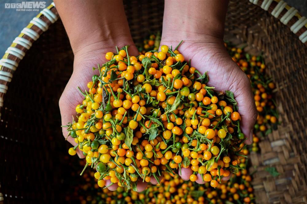 Ngắm vườn ớt đắt nhất thế giới 1.000 USD/kg ở Hà Tĩnh-3