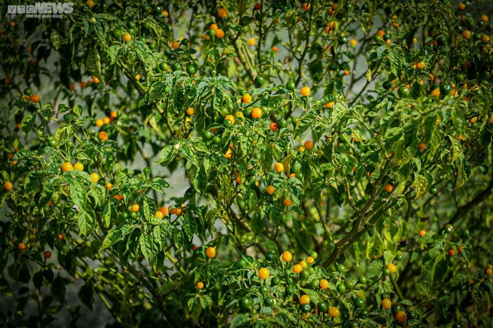 Ngắm vườn ớt đắt nhất thế giới 1.000 USD/kg ở Hà Tĩnh-5