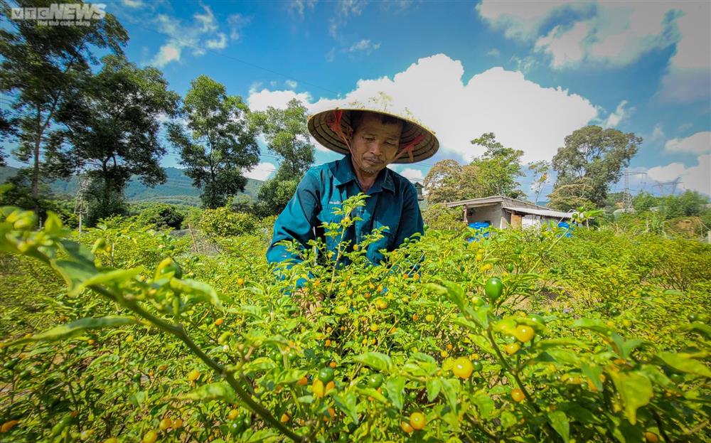 Ngắm vườn ớt đắt nhất thế giới 1.000 USD/kg ở Hà Tĩnh-6