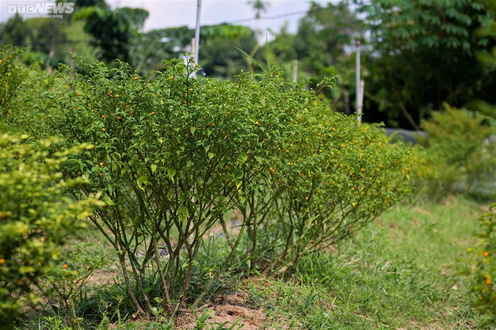 Ngắm vườn ớt đắt nhất thế giới 1.000 USD/kg ở Hà Tĩnh-7