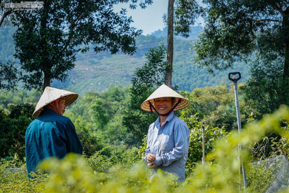 Ngắm vườn ớt đắt nhất thế giới 1.000 USD/kg ở Hà Tĩnh-8