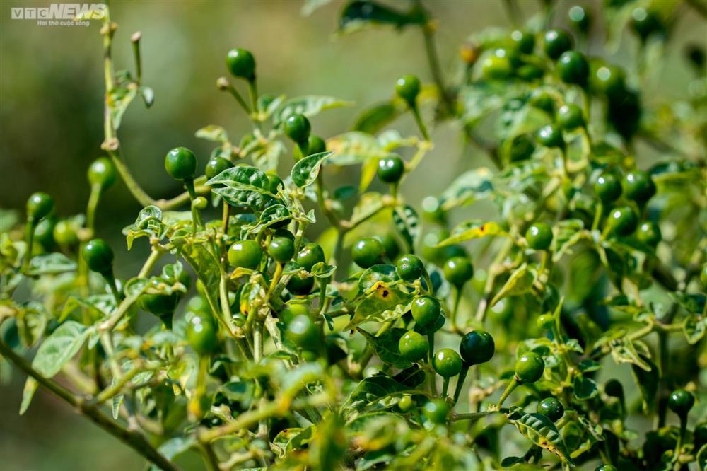 Ngắm vườn ớt đắt nhất thế giới 1.000 USD/kg ở Hà Tĩnh-10