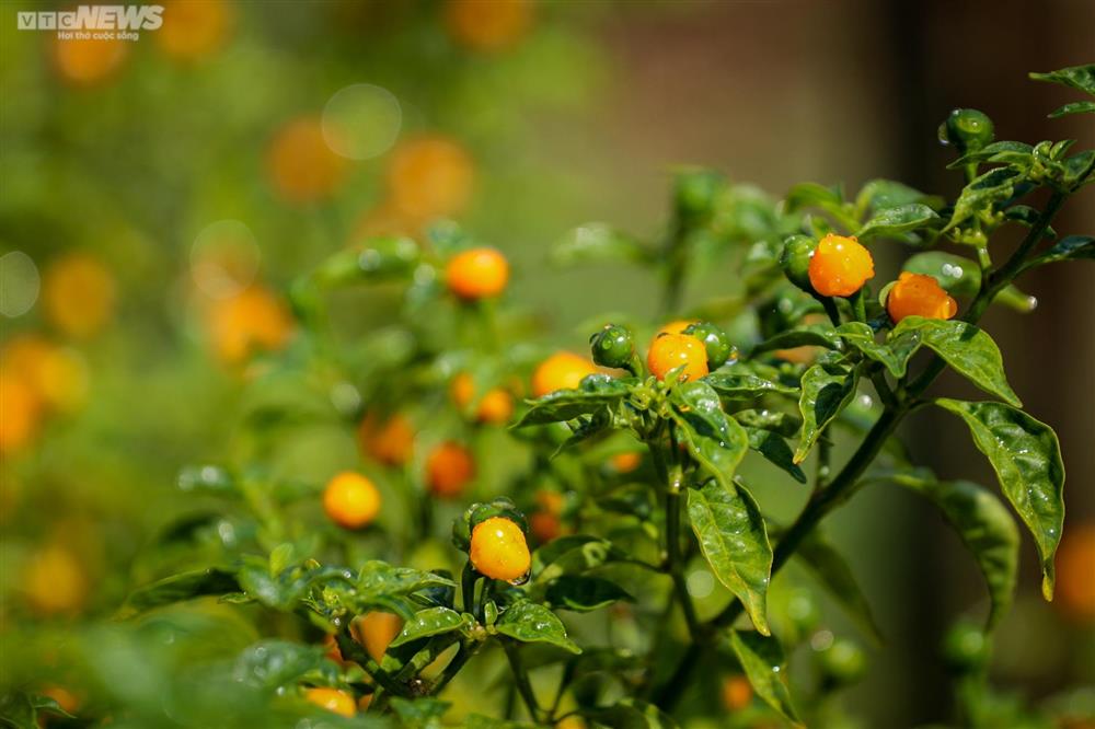 Ngắm vườn ớt đắt nhất thế giới 1.000 USD/kg ở Hà Tĩnh-11