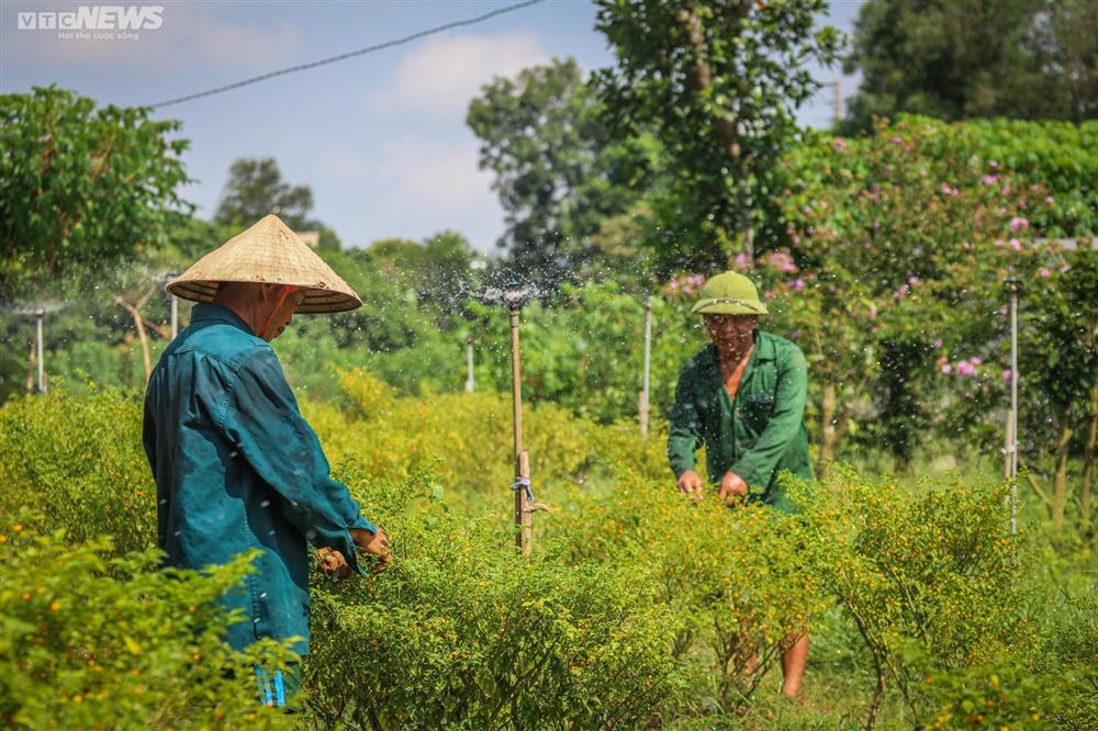 Ngắm vườn ớt đắt nhất thế giới 1.000 USD/kg ở Hà Tĩnh-12