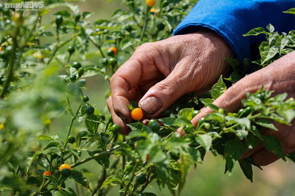 Ngắm vườn ớt đắt nhất thế giới 1.000 USD/kg ở Hà Tĩnh-13