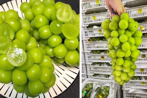 Nho sữa Trung Quốc giá siêu rẻ tràn ngập các chợ-4