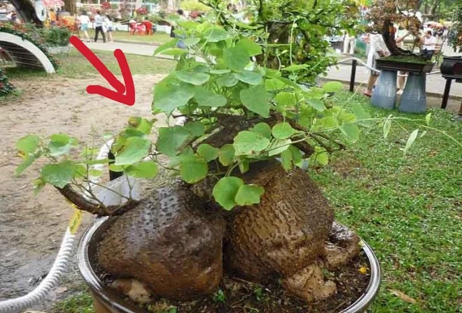 2 loại cây xấu lạ nhưng là thần Tài bảo hộ gia đình, trồng càng lâu năm càng nhiều phúc lộc-1