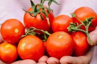 3 điều cấm kỵ khi ăn cà chua gây nhiều bệnh tật