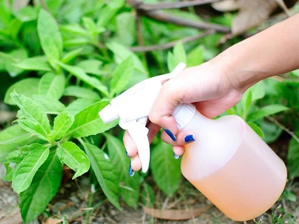 Bột giặt, xà phòng đem trộn với thứ này giúp cây cảnh xanh tốt, diệt sâu bọ cực tốt-2