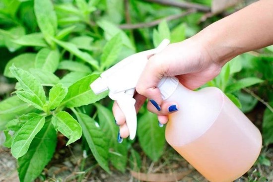 Bột giặt, xà phòng đem trộn với thứ này giúp cây cảnh xanh tốt, diệt sâu bọ cực tốt