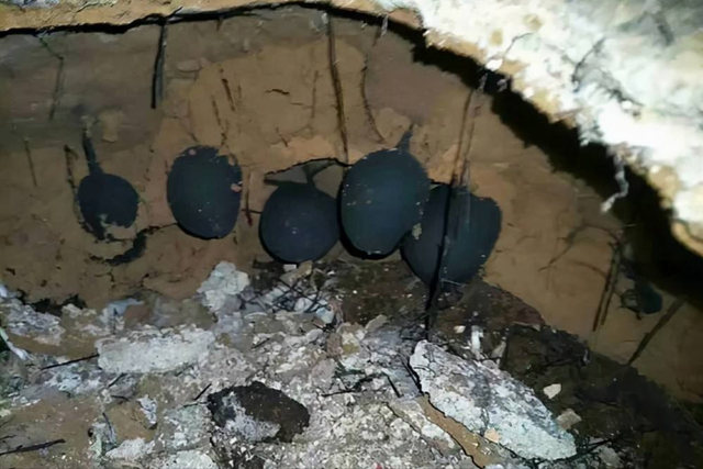 Nấm nhìn y hệt trứng bách thảo, 1kg có giá gần 700 triệu-2