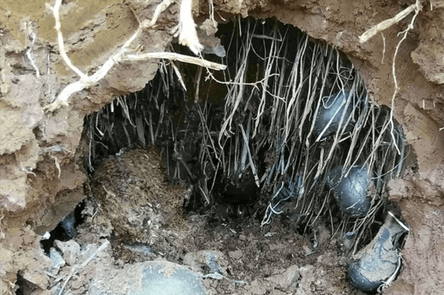 Nấm nhìn y hệt trứng bách thảo, 1kg có giá gần 700 triệu-3