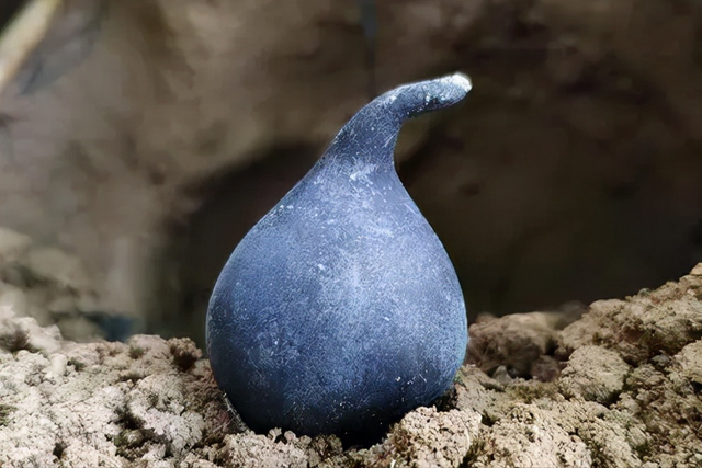 Nấm nhìn y hệt trứng bách thảo, 1kg có giá gần 700 triệu-4