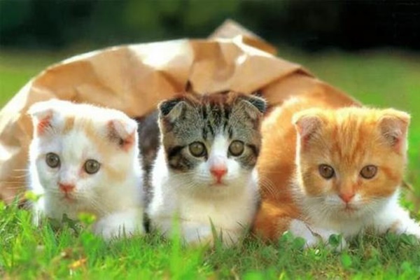 Cuối tháng 9 khổ tận cam lai: 3 tuổi nhận lộc tổ tiên, tiền tài phất lên vù vù-4