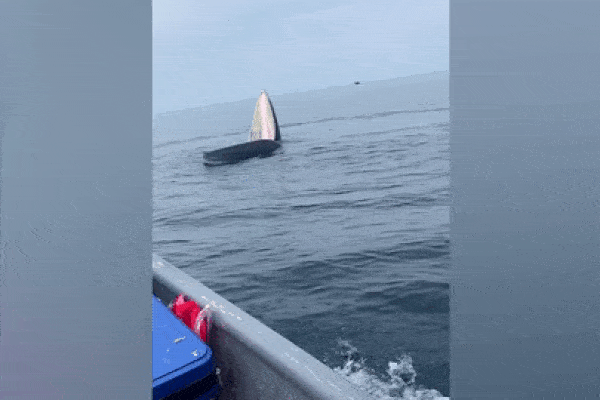 Cá voi mẹ dẫn con mới chào đời ra khoe du khách-1