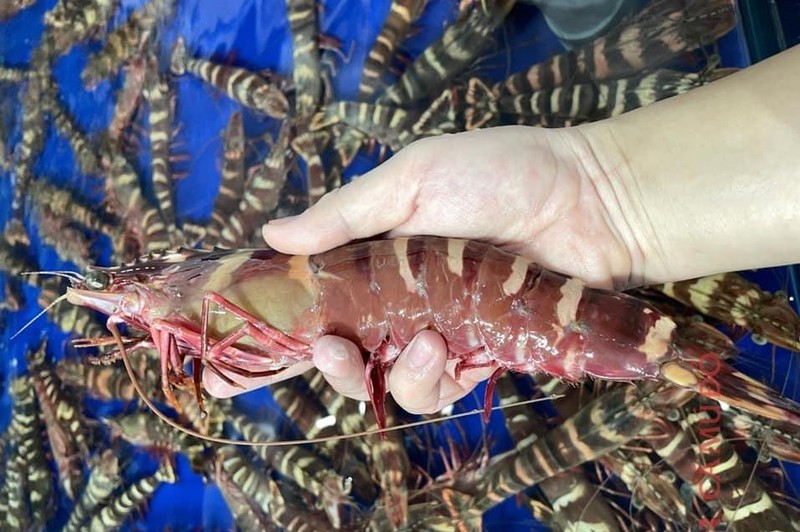 Đắt hơn cả tôm hùm, loại tôm này có giá gần 2 triệu/kg, khách đặt hàng cả tháng mới mua được-3